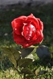 rose